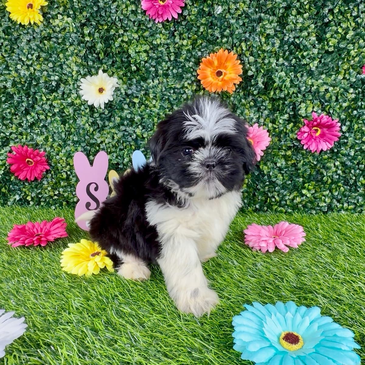 Pansy