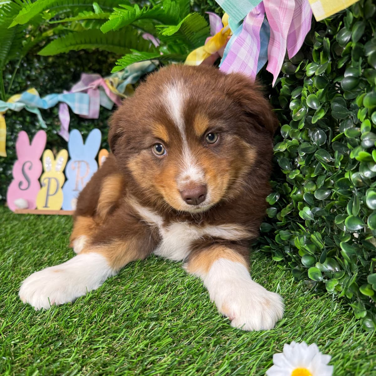 Cooper